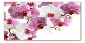 Foto obraz sklo tvrzené orchidea osh-107506962