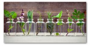 Foto obraz sklenený horizontálny Rastliny v pohároch