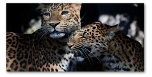 Fotoobraz na skle dva leopardy osh-109930645