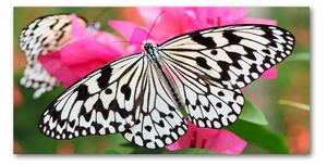 Foto obraz sklo tvrzené Motýľ na kvetine osh-111962748