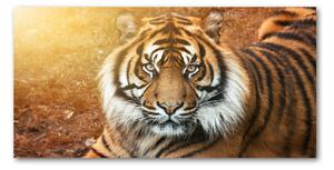 Moderný sklenený obraz z fotografie bengálsky tiger