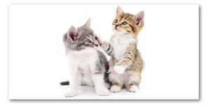 Foto obraz fotografie na skle Dve malé mačky osh-120060855