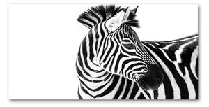 Foto obraz sklo tvrzené Zebra v snehu osh-121577688
