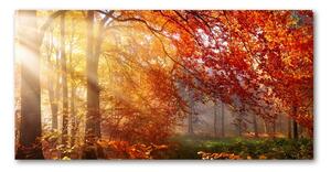 Foto obraz fotografie na skle jesenné les osh-122248477