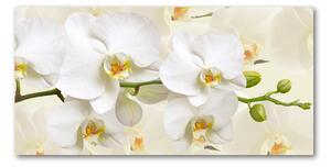 Fotoobraz na skle orchidea osh-123330197