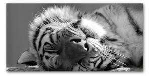 Foto obraz sklo tvrzené spiace tiger osh-125000206