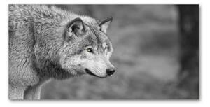 Foto obraz fotografie na skle sivý vlk osh-125421387
