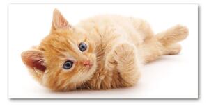 Foto obraz sklo tvrzené červená mačka osh-126034635