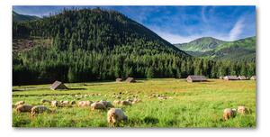 Foto obraz sklo tvrzené Ovce v Tatrách osh-127508967