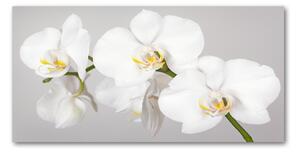 Foto obraz sklo tvrzené orchidea osh-133396361