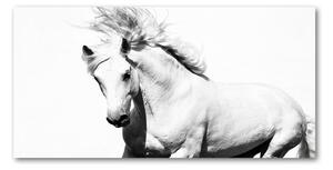 Foto-obraz fotografie na skle biely kôň osh-14270832