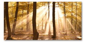 Fotoobraz na skle jesenné les osh-140215873