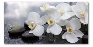 Fotoobraz na skle orchidea osh-144310520