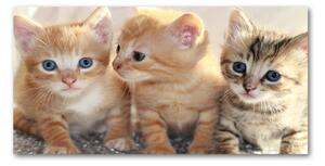 Fotoobraz na skle malé mačky osh-159538391