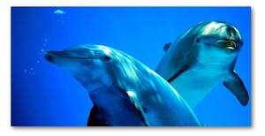 Moderný sklenený obraz z fotografie dva delfíny