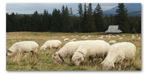 Fotoobraz na skle Pasic sa ovce osh-197671747