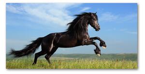 Moderný sklenený obraz z fotografie Čierny kôň na lúke