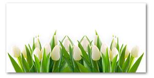 Fotoobraz na skle biele tulipány osh-30153186