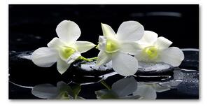 Foto obraz fotografie na skle orchidea osh-28908662