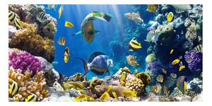 Fotoobraz na skle koralový útes osh-36026012