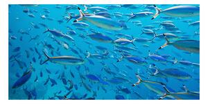 Foto obraz sklenený horizontálny koralové ryby