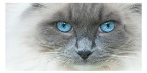 Moderný sklenený obraz z fotografie Mačka modré oči