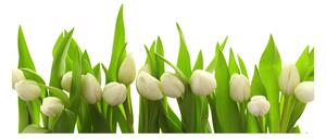 Foto obraz sklo tvrzené biele tulipány osh-40774643
