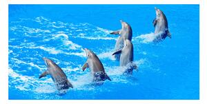 Foto obraz sklo tvrzené delfínmi osh-39687572