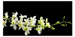 Foto obraz sklo tvrzené orchidea osh-4005190