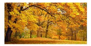 Foto obraz sklo tvrzené Jeseň v parku osh-43414176