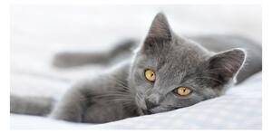 Foto obraz sklenený horizontálny sivá mačka osh-43951156