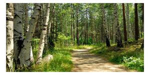 Foto obraz sklenený horizontálny Chodník v lese