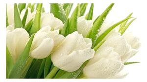 Moderný foto obraz na stenu biele tulipány osh-49549577