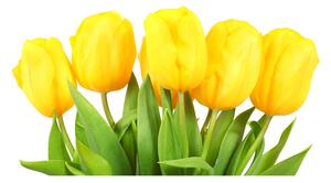Foto obraz sklo tvrzené žlté tulipány osh-50296445