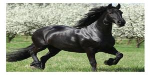 Foto obraz sklo tvrzené Čierny kôň kvety osh-51258832
