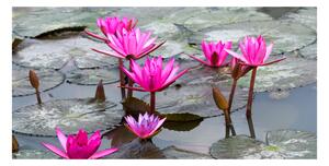 Fotoobraz na skle kvet lotosu osh-57976414