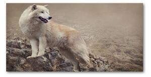 Foto obraz sklo tvrzené Biely vlk na skale osh-60381309