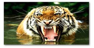 Fotoobraz na skle revúci tigre osh-609474