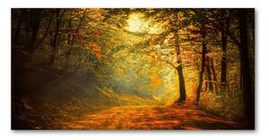 Fotoobraz na skle jesenné les osh-60738927