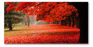 Foto obraz sklo tvrzené stromy jeseň osh-62277653