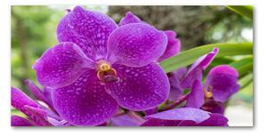 Foto obraz sklenený horizontálny orchidea osh-64607986