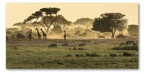 Fotoobraz na skle Žirafy na savane osh-64472028
