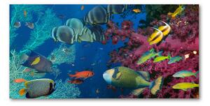 Fotoobraz na skle koralový útes osh-64308436