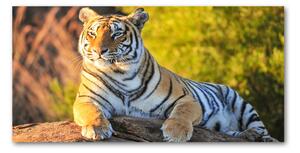 Foto obraz fotografie na skle portrét tigra osh-65114965