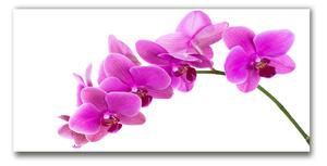Fotoobraz na skle ružová orchidea osh-67691978