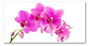 Fotoobraz na skle ružová orchidea osh-67673367