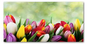 Foto-obraz fotografie na skle farebné tulipány
