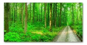 Foto obraz sklenený horizontálny Stromy v lese