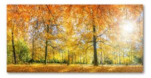 Fotoobraz na skle jesenné les osh-70578437