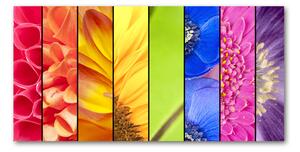 Foto obraz fotografie na skle farebné kvety osh-76360035